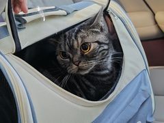 -宠爱国际动物医院·消化内科·心肾内科·ISFM猫友好(望京店)