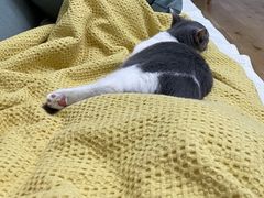 -翊宠yipet猫狗购宠庄园犬舍•猫舍