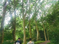 -紫金山山顶公园
