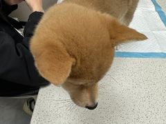 -安安宠医·臻爱宠物医院·宠保定点(营门口路分院)