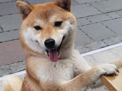 -LES ELITES 英集荟(南京西路店)