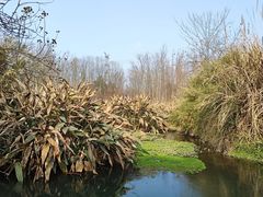 -桤木河湿地公园