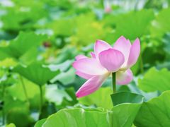 -莫愁湖公园