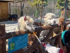 -森波拉火山温泉