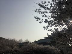 -武汉大学-樱园