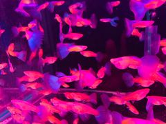 -山东柏宁水族批发广场