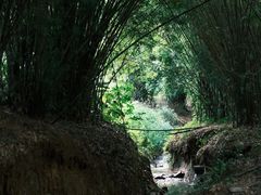 -东莞市大岭山森林公园