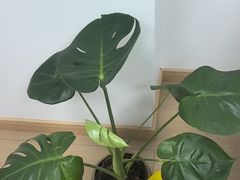 -滨湖塘西河公园