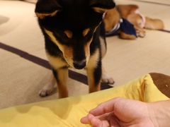 -逗柴咖啡屋·狗咖猫咖宠物桌游