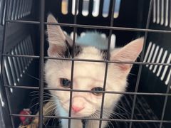 -伟伟宠物医院·CT影像中心·瑞派犬猫综合性门诊(汉口总院)