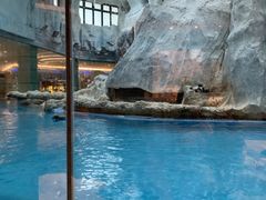 -帝企鹅自助餐厅•儿童岛•真企鹅(长隆企鹅酒店)