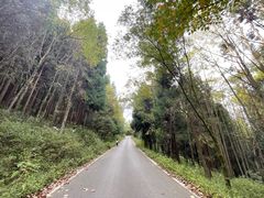 -武陵山森林公园