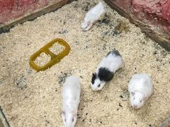 -上海大自然野生昆虫馆(东方明珠·爬宠昆虫探索中心)
