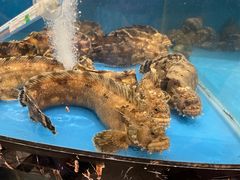 小姐鱼-丁字口海鲜热炒·烧烤大排档