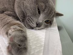 -宠颐生中康贝怡动物医院