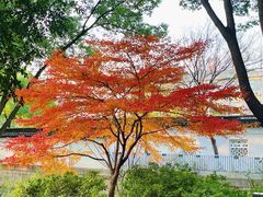 -秋霞圃