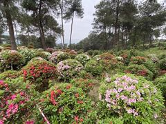 -南山植物园