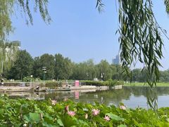 -莲花池公园
