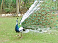 -南沙水鸟世界生态园