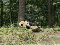 -中国大熊猫保护研究中心雅安碧峰峡基地