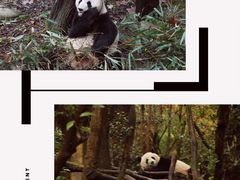 -都江堰中华大熊猫苑