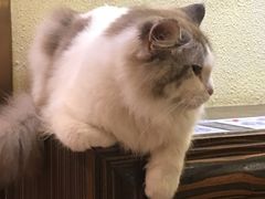 -more than meow吴止猫主题餐厅(承德 中船汇店)