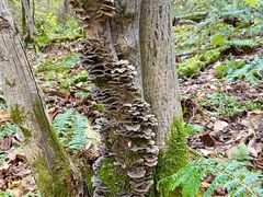 -五营红松林海景区