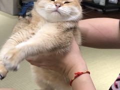 -逗柴咖啡屋·狗咖猫咖宠物桌游