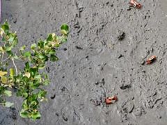 -北海金海湾红树林生态旅游区