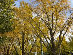 -三里屯东五街银杏大道