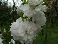 -南汇桃花村