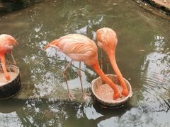 -海南热带野生动植物园