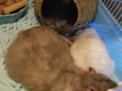 -严国平动物医院(德政总院)