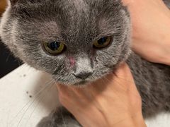 -瑞派·关忠动物医院·异宠专科·犬猫肿瘤·皮肤专科(望京店)