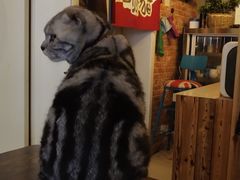 -名猫咖啡馆·撸猫·拼豆