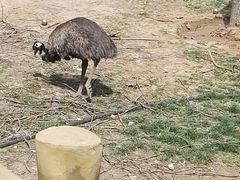 -石家庄市动物园