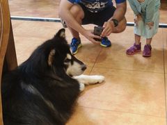 -more than meow吴止猫主题餐厅(承德 中船汇店)