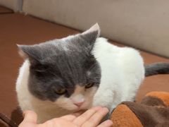 -MOCHA明星猫咖(田子坊店)