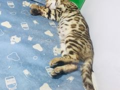 -李小姐の猫咖啡馆(五角场店)