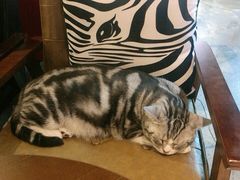 -咖法森林·咖啡  酒吧(天河店)