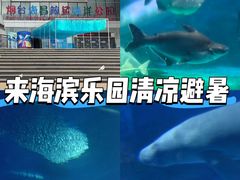 -烟台海昌鲸鲨海洋公园