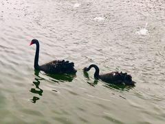 -鄱阳湖国家湿地公园