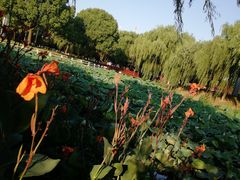 -荷花公园
