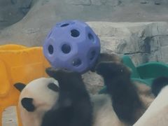 -观音桥步行街