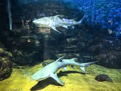 -烟台海昌鲸鲨海洋公园