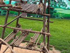 -西霞口神雕山野生动物世界