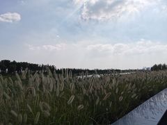 -春花秋色城市公园