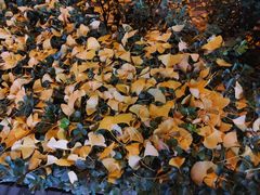 -席仁堂推拿按摩脊柱调理(世纪科贸大厦店)