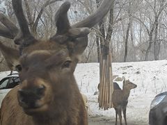-北京野生动物园