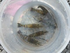 -DGE季风钓虾营地·团建·聚会